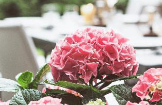 Haus Orbis Noster im Harz - Whirlpool und Sauna - direkt am Wald - Foto 45