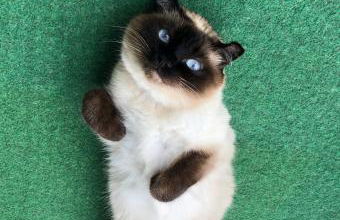 Separate Privat Room in shared Apartment with 2 cats and 1 person - Foto 17