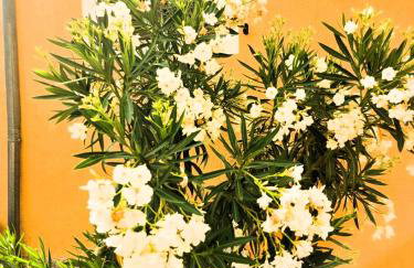 Villa Caroiba - Foto 47