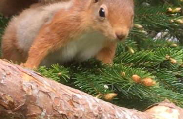 The Wee Thistle Loch Ness - Foto 1