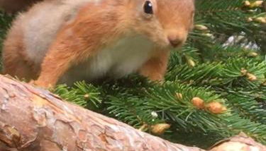 The Wee Thistle Loch Ness - Foto 1