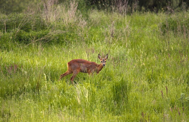 Ferienhaus am Garder See Inselblick - Photo 32