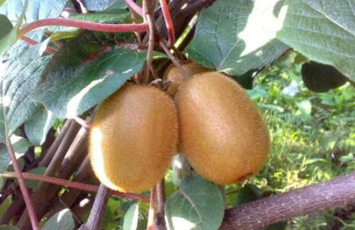 Agriturismo Podere dei kiwi - Foto 12