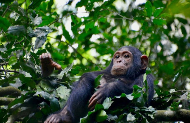 1 Day Ngamba Island Chimpanzee Sanctuary Entebbe - Foto 6