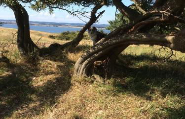 Ferienwohnung auf Rügen mit Boddenblick - Foto 64
