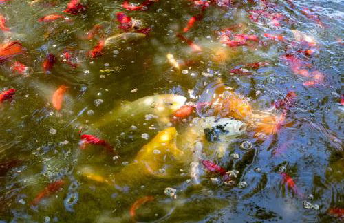 Le Clos du Verger - Foto 9