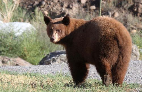 Cowboy's Lodge - Foto 29