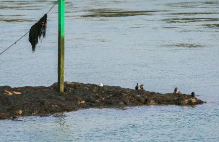 Glan y Mor Menai - Foto 46