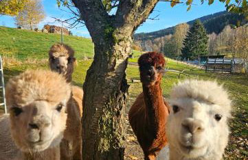 Auszeit zwischen Fellnasen - Foto 12