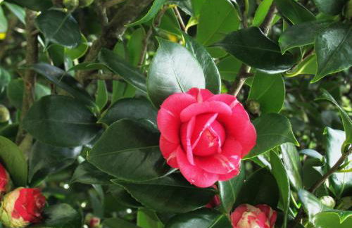 Casa Malva - Traditional townhouse apartment - Foto 22