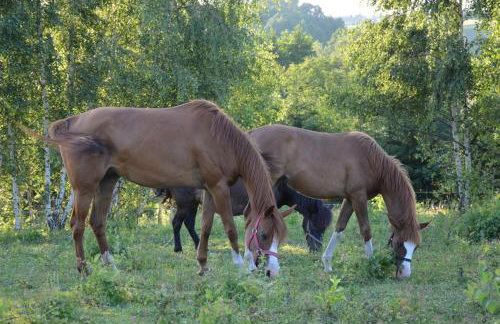 Lipowy Dwór - Foto 13