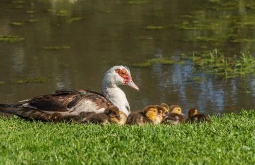 Rawcliffe House Farm Studios, Peaceful North York Moors Retreat - Foto 74