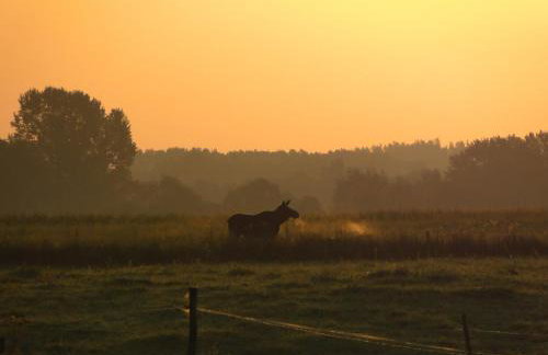 Stajnia Lisewo - Foto 28