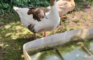 Ferienhof Welling - Foto 6