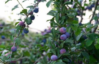 Villa Alina - Foto 14