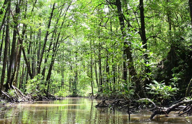 Balade en kayak dans les mangroves du fleuve Sierpe - Photo 2