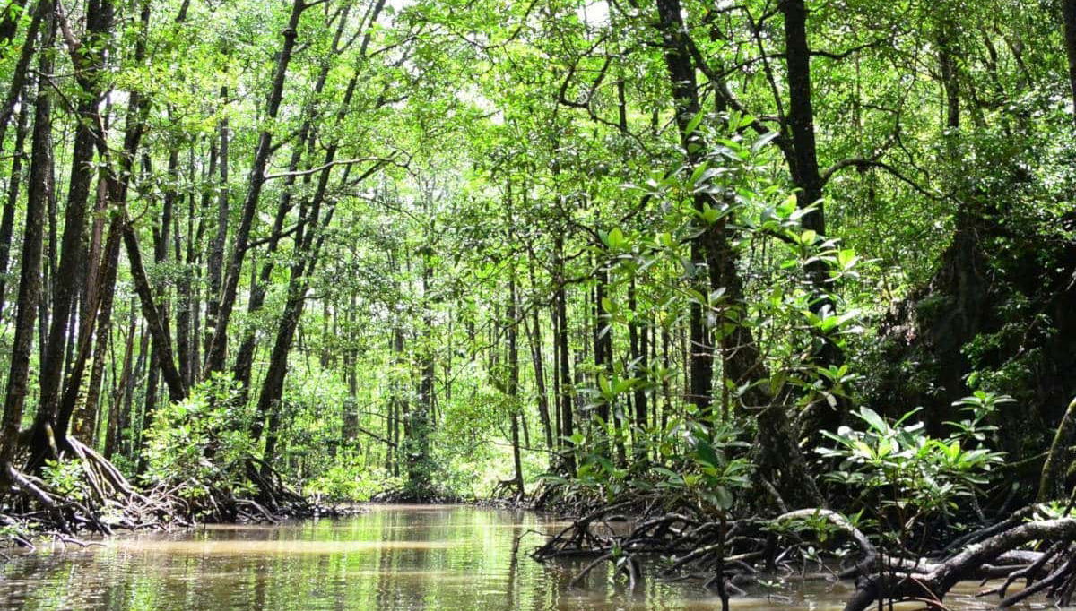 Scenery of the Sierpe River