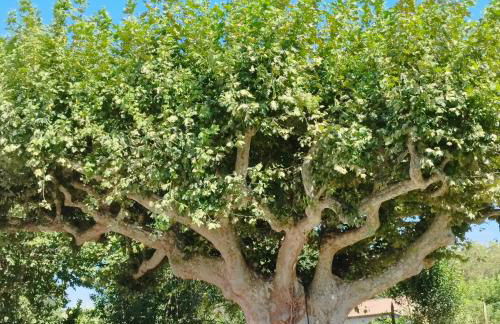 Mas en Provence - Photo 8