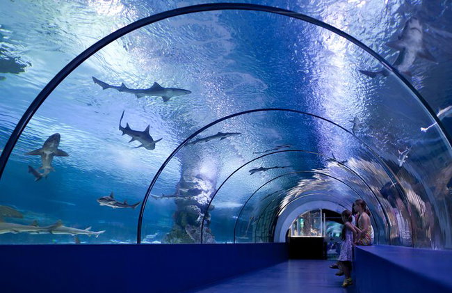 Alanya : Entrada al acuario de Antalya con traslado opcional - Foto 4