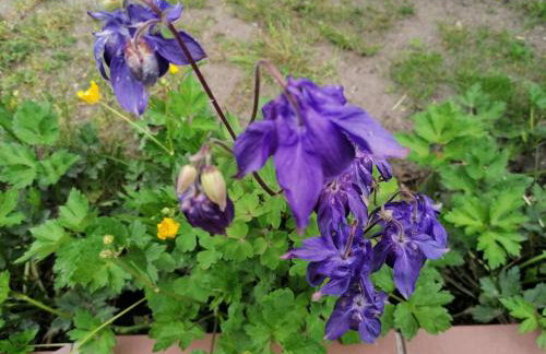 Pension Haus Anneliese - Foto 31