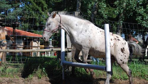 Ferienhaus Zum Pferdestall - Foto 5