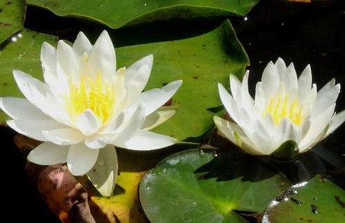 Nantahala Spiritual Retreat - Remote and Peaceful! - Foto 27