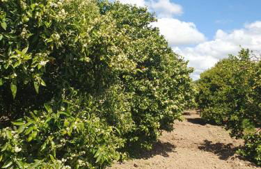 Masseria Strada Agriturismo - Foto 59