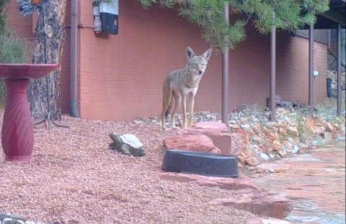 Sedona StarGazing Retreat Glowing Red Rock views - Foto 47