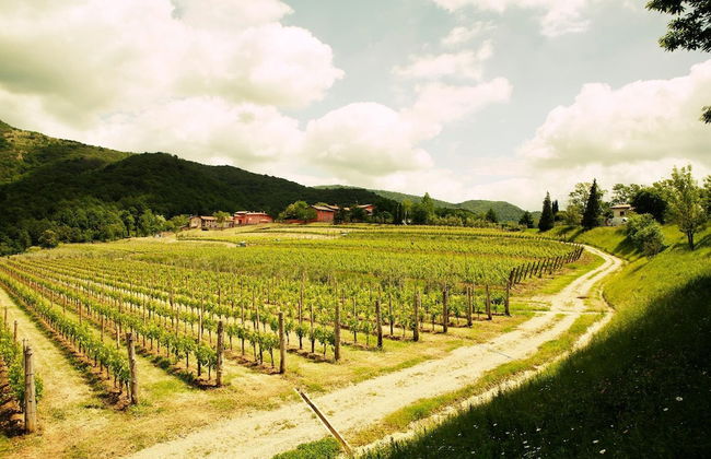 L'Uva e le stelle - Foto 34