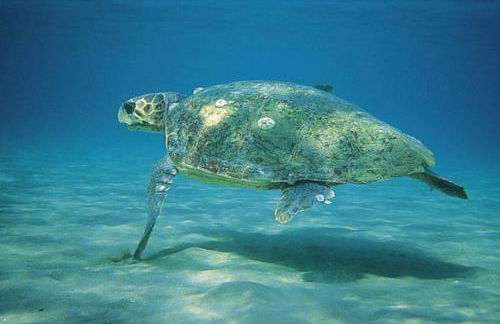 Vounaki Seaside Dreamland! - Foto 48