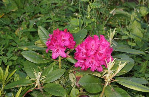 Auberge Tabarz Zimmerberg - Photo 13