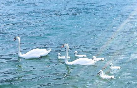 A DREAM ON THE LAKE Via Roma - Foto 42