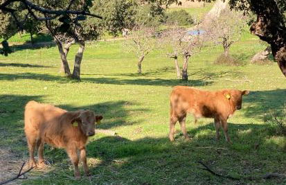 Agriturismo Is Conchisceddas - Foto 31