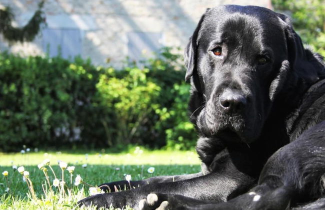 Pet-friendly Getaway - Foto 22