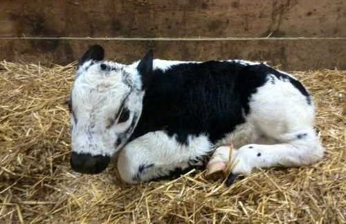 Agriturismo Grones - Photo 33