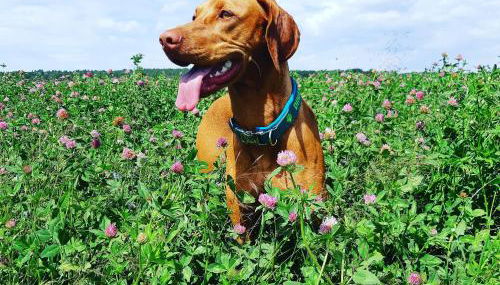 Ferienhaus Waldblick - Foto 3