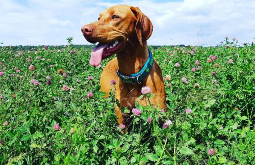 Ferienhaus Waldblick - Foto 3