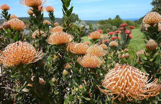 The Boomerangs - Foto 36