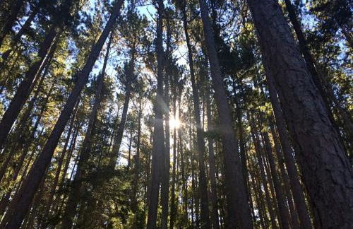 Waterfront Cabin with Amazing Sleeping Loft on Pelican Lake, Minnesota - Foto 6