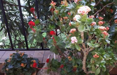 LUXURIOUS APPARTMENTS KATERINA - Foto 52