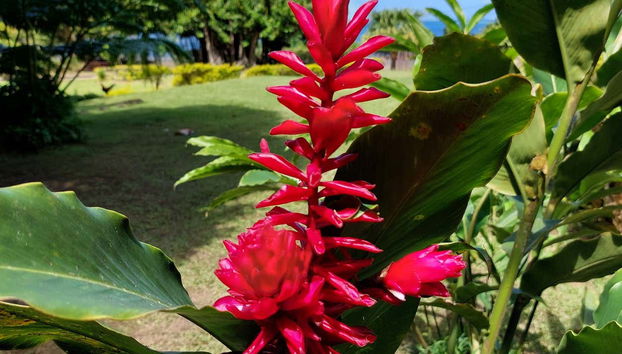 Tahiti Private Tour - Foto 3