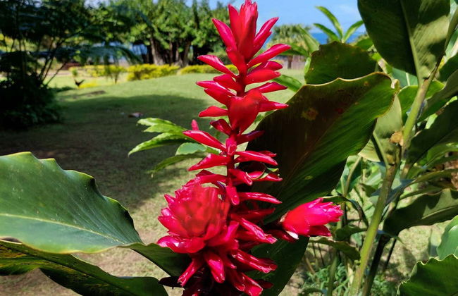 Private Tour of Tahiti - Photo 10