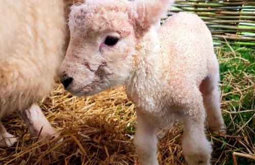 Bastle Retreats Cabin with hot tub - Foto 27