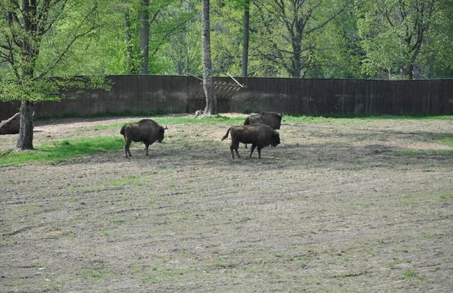 Folwark Mazurskie Legendy - Foto 54