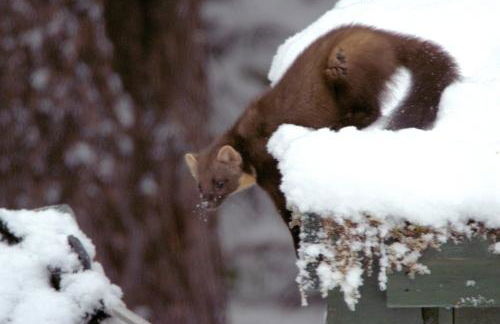 Rosemount Bothy - Highland Cottage - Foto 80