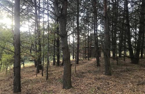 Na skraju gaju - Foto 36