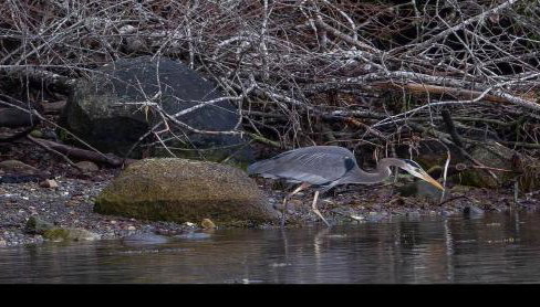 Waterfront Hood Canal-Private Beach-Boat-Kayaks - Foto 4
