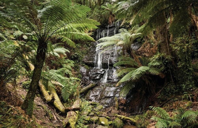 Tarra Valley Retreat - Foto 34