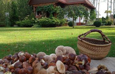 Siedlisko Gruszki Puszcza Białowieska - Foto 52