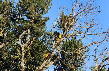 Sensacional Flat no Serra Class - Foto 28